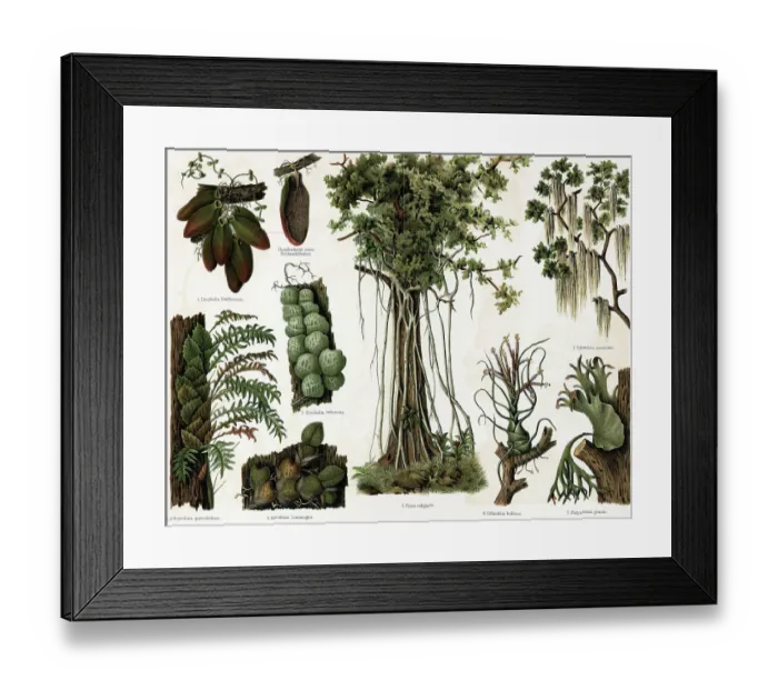 Framed Print : Epiphyten Lithograph Of Southern Plants Framed Print : Epiphyten Lithograph Of Southern Plants