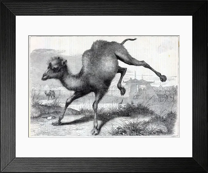 Framed Print : Illustration Of A Young Camel Playing Framed Print : Illustration Of A Young Camel Playing