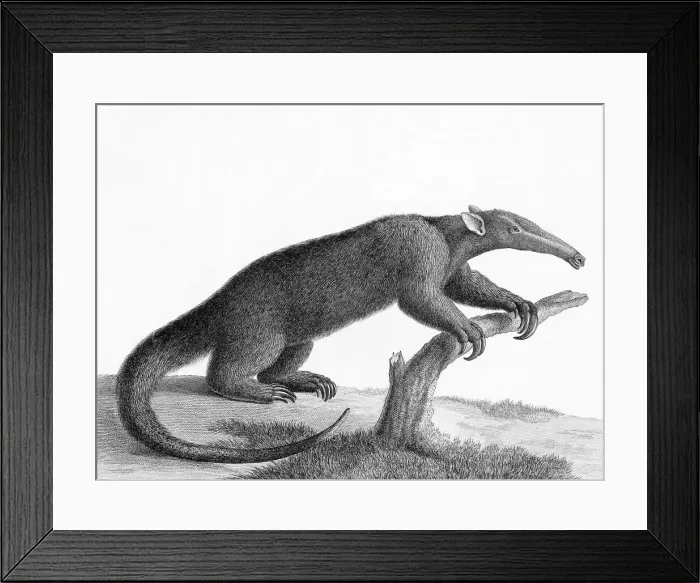 Framed Print : Engraving Of A Tamandua (Anteater) Framed Print : Engraving Of A Tamandua (Anteater)