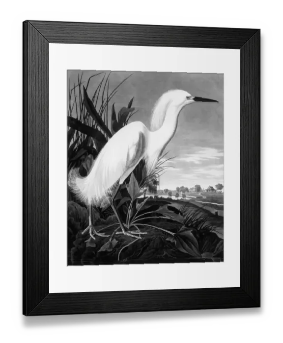 Framed Print : Painting Of White Egret (Snowy Heron) Framed Print : Painting Of White Egret (Snowy Heron)