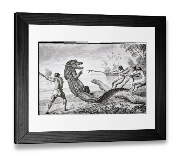 Framed Print : Illus. Of Men Catching Alligator W / Rope Framed Print : Illus. Of Men Catching Alligator W / Rope