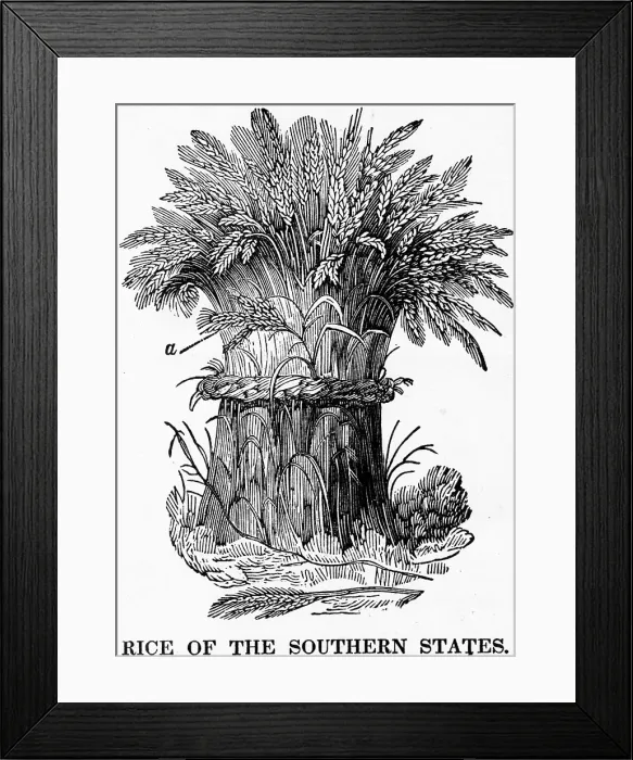 Framed Print : Rice Of The Southern United States Framed Print : Rice Of The Southern United States