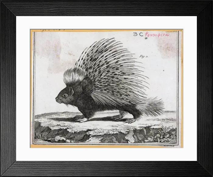 Framed Print : Engraving Of A Porcupine Framed Print : Engraving Of A Porcupine