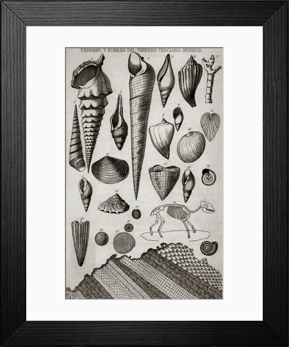Framed Print : Illustration Of Shell And Fossil Types Framed Print : Illustration Of Shell And Fossil Types
