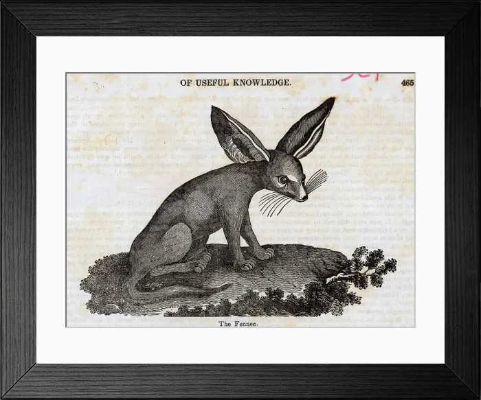 Framed Print : Illustration Of Fennec, A Type Of Fox Framed Print : Illustration Of Fennec, A Type Of Fox