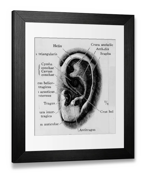 Framed Print : Illustration Of Human Ear Framed Print : Illustration Of Human Ear