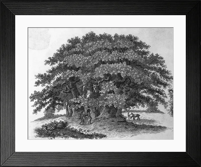 Framed Print : Engraving of a Chestnut Tree