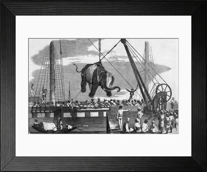 Framed Print : Unloading Elephants From Ship; Illustrat Framed Print : Unloading Elephants From Ship; Illustrat