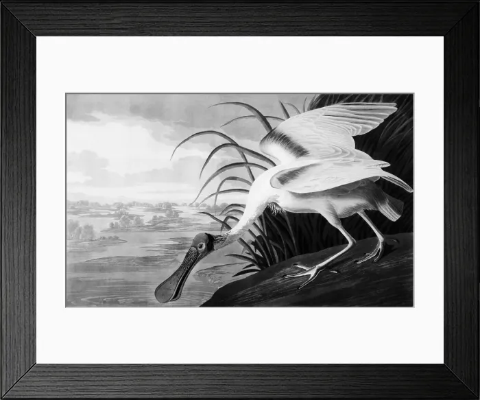 Framed Print : Roseate Spoonbill by John James Audubon Framed Print : Roseate Spoonbill by John James Audubon