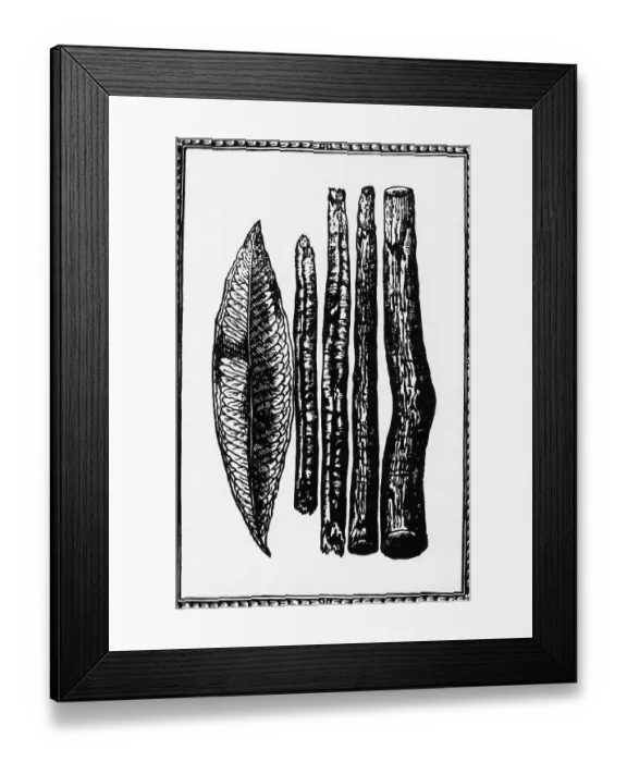 Framed Print : Woodcut Of Cinnamon Sticks & Leaf Framed Print : Woodcut Of Cinnamon Sticks & Leaf