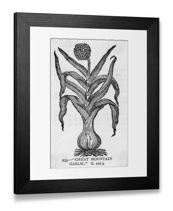 Framed Print : Illustration Of Garlic Plant Framed Print : Illustration Of Garlic Plant
