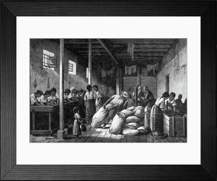 Framed Print : Workers Packing Coffe In Bags; Illustrat