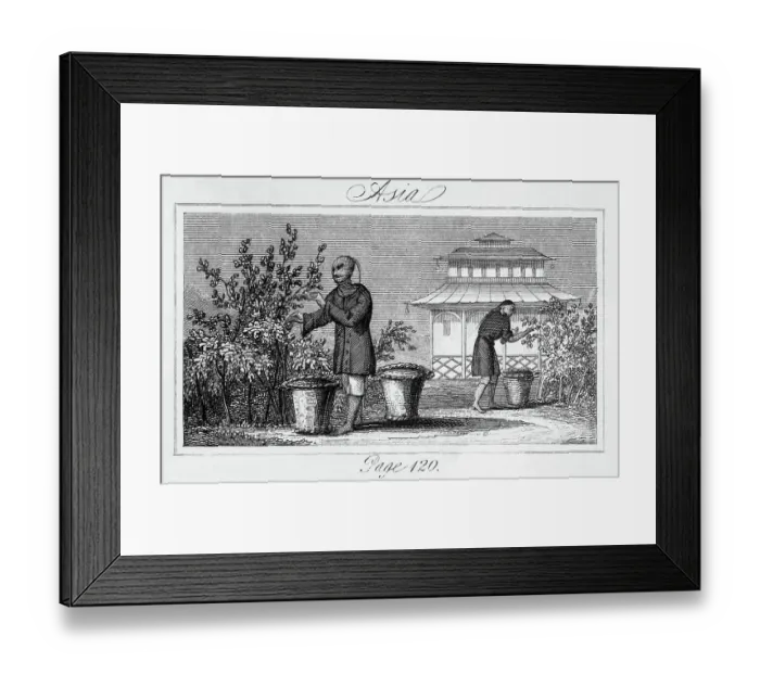 Framed Print : Harvesting Tea Leaves