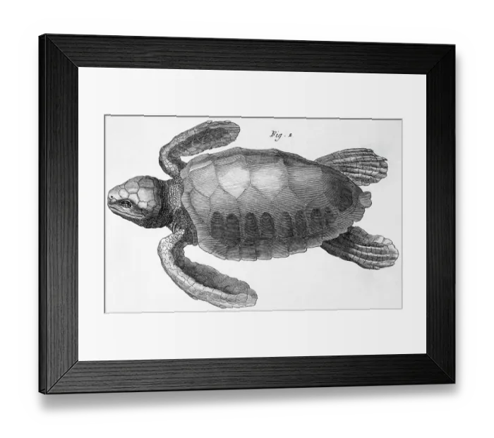 Framed Print : Sea Turtle In Undated Engraving