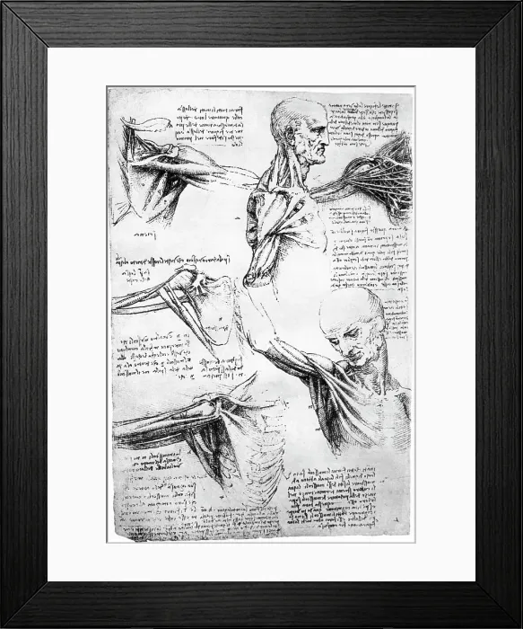 Framed Print : Drawings of Shoulder Anatomy by Leonardo Da Vinci Framed Print : Drawings of Shoulder Anatomy by Leonardo Da Vinci