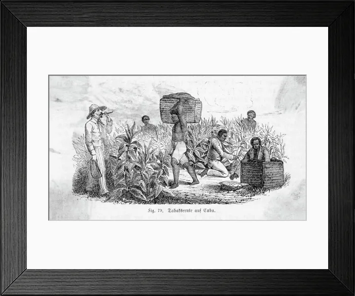 Framed Print : Illustration of Tobacco Harvest and Slave Labor in Cuba Framed Print : Illustration of Tobacco Harvest and Slave Labor in Cuba