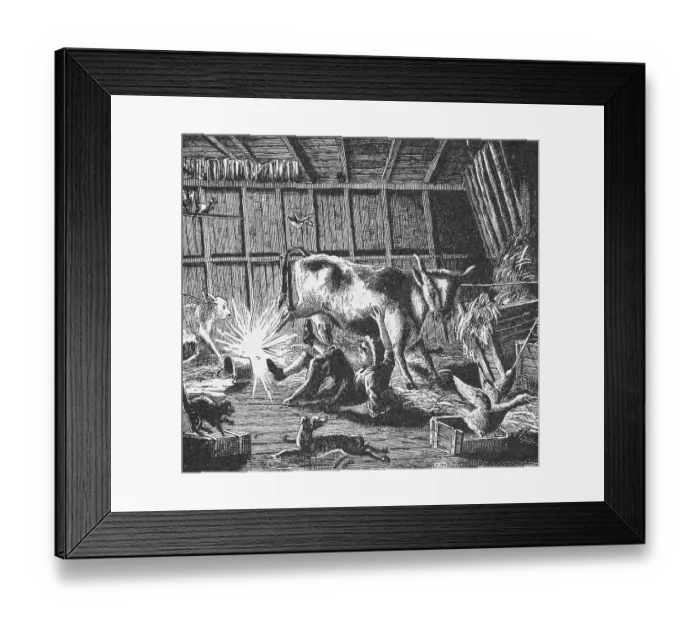 Framed Print : Cow Kicking Cow In Barn; Illustration Framed Print : Cow Kicking Cow In Barn; Illustration