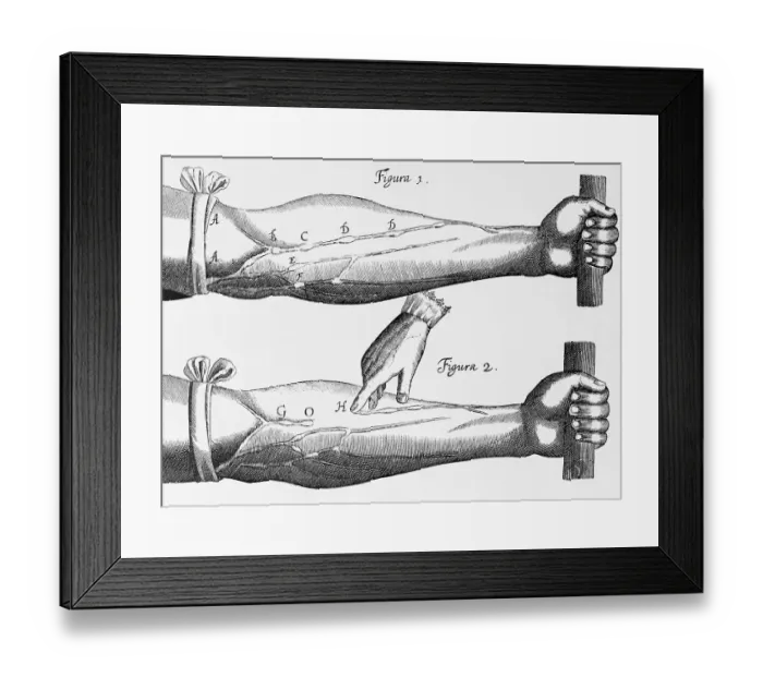 Framed Print : Engraving of a Circulation Experiment by William Harvey Framed Print : Engraving of a Circulation Experiment by William Harvey