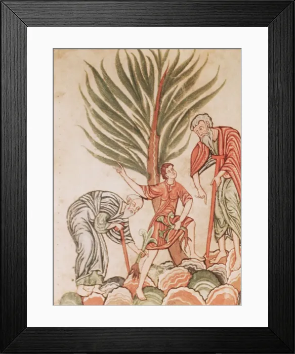 Framed Print : 12th Century Manuscript Illustration of Medicinal Plant Gathering Framed Print : 12th Century Manuscript Illustration of Medicinal Plant Gathering