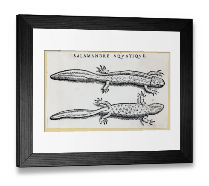 Framed Print : Top & Bottom View Of Salamanders Framed Print : Top & Bottom View Of Salamanders