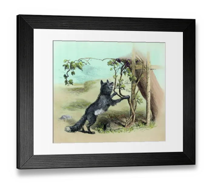 Framed Print : Illustration of The Fox And The Grapes Framed Print : Illustration of The Fox And The Grapes