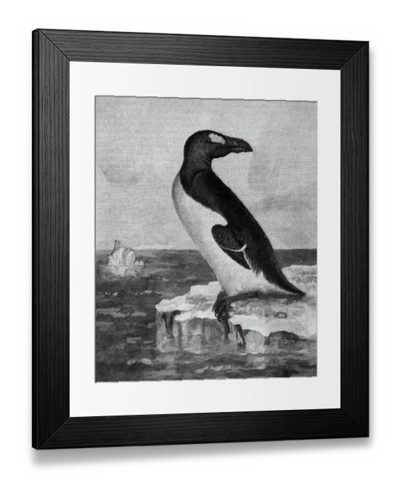 Framed Print : Engraving of the Great Auk Framed Print : Engraving of the Great Auk