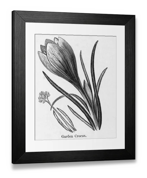 Framed Print : Engraving Of The Garden Crocus Framed Print : Engraving Of The Garden Crocus