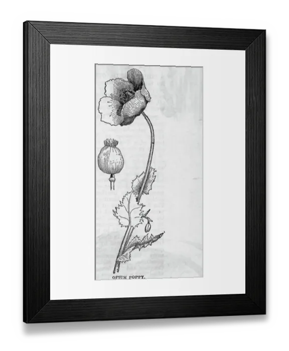 Framed Print : Opium Poppy Illustration