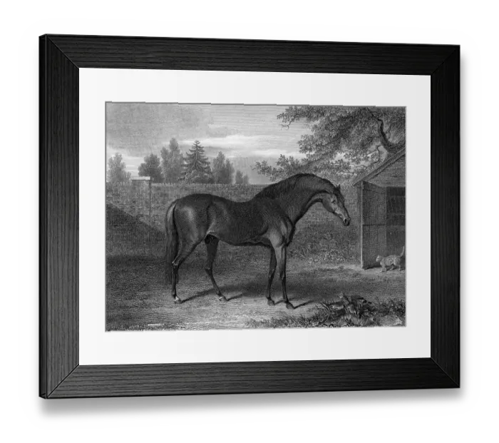 Framed Print : Racehorse Godolphin Arabian Framed Print : Racehorse Godolphin Arabian