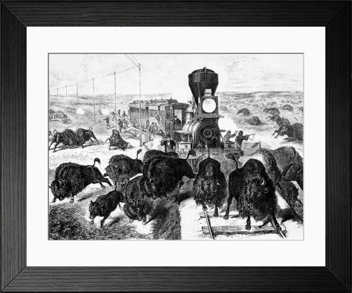 Framed Print : Shooting Buffalo On Line Of Railroad Framed Print : Shooting Buffalo On Line Of Railroad