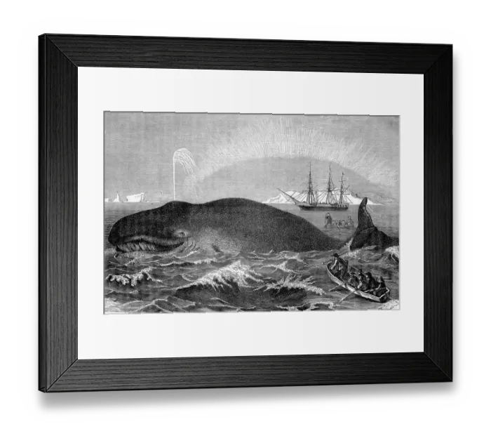 Framed Print : Illustration of Men Attacking Whale with Hand Harpoon Framed Print : Illustration of Men Attacking Whale with Hand Harpoon