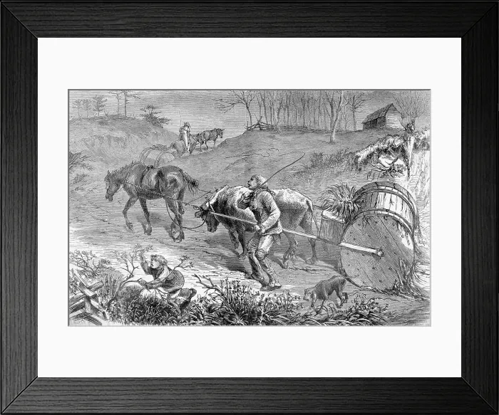 Framed Print : Bringing Tobacco To Market In Virginia Framed Print : Bringing Tobacco To Market In Virginia