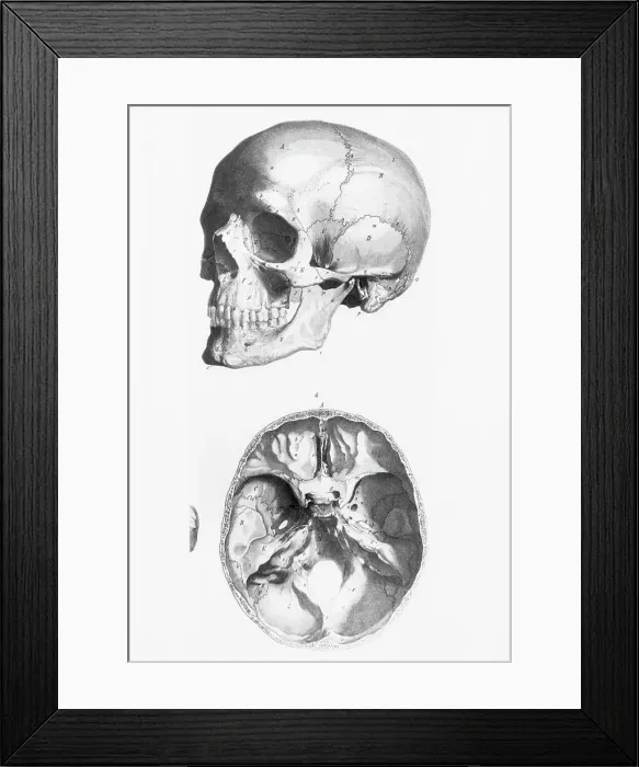Framed Print : Illustration of a Human Skull Framed Print : Illustration of a Human Skull