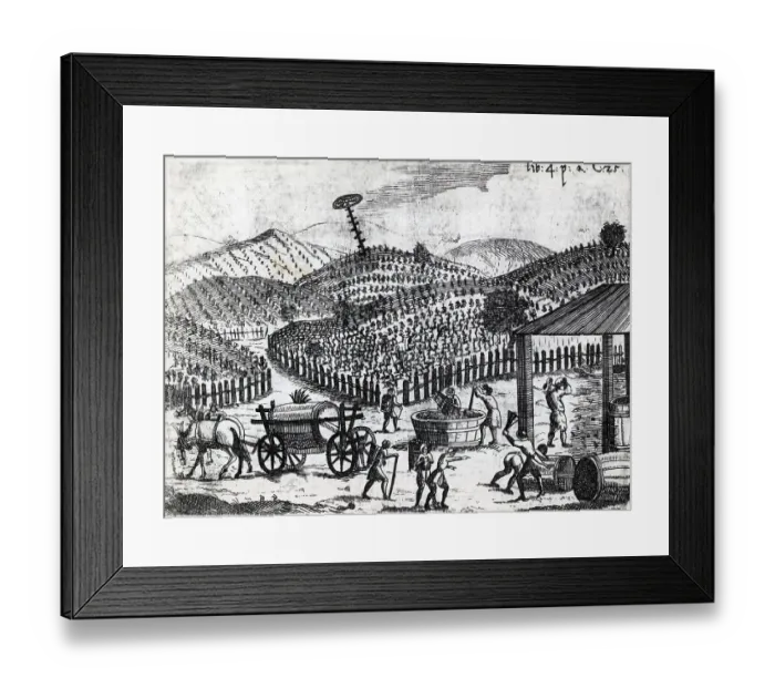 Framed Print : Seventeenth Century Woodcut of Vineyard With Grape Harvesting Framed Print : Seventeenth Century Woodcut of Vineyard With Grape Harvesting