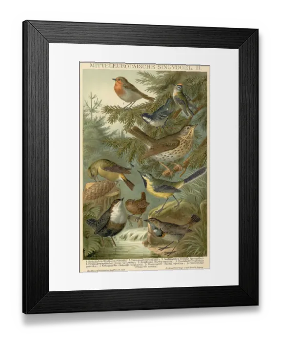 Framed Print : Birds In Wooded Area / Illustration Framed Print : Birds In Wooded Area / Illustration