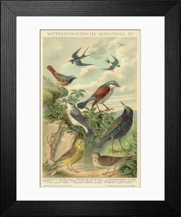 Framed Print : Birds In Natural Seeting / Illustration Framed Print : Birds In Natural Seeting / Illustration