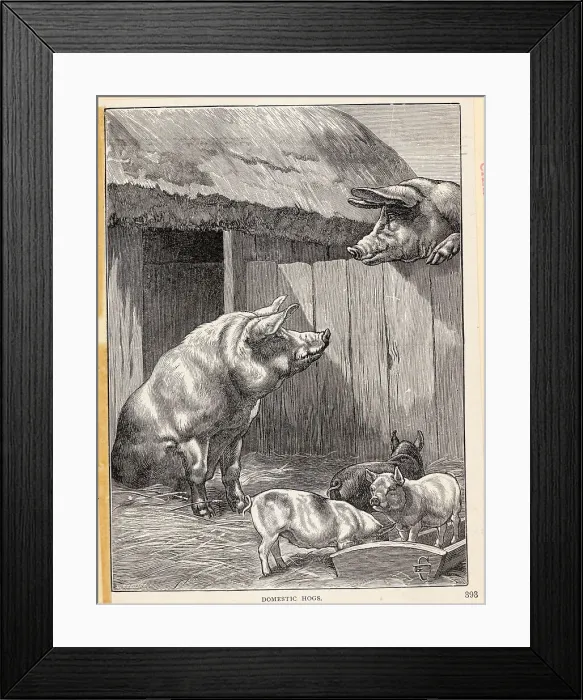 Framed Print : Domestic Hogs W / Piglets In Barnyard Framed Print : Domestic Hogs W / Piglets In Barnyard
