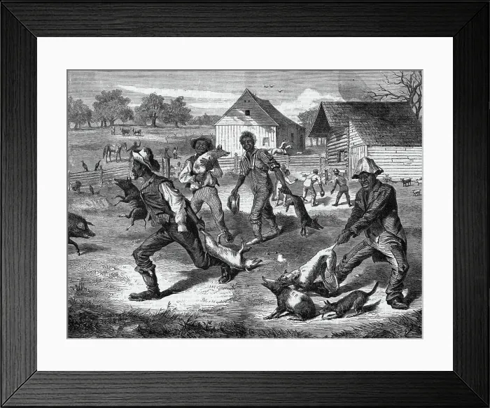 Framed Print : Gathering Pigs on Farm Framed Print : Gathering Pigs on Farm