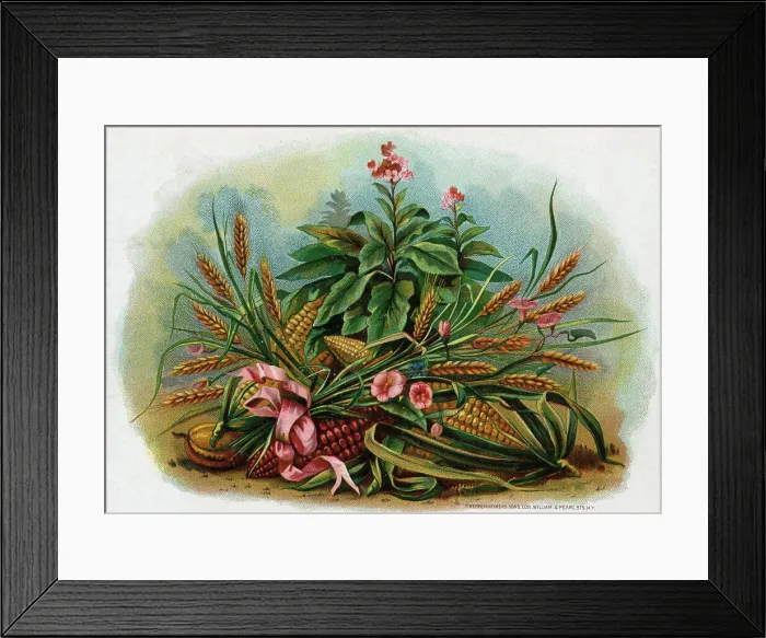 Framed Print : Staff Of Life Cigar Box Label W / Corn Framed Print : Staff Of Life Cigar Box Label W / Corn