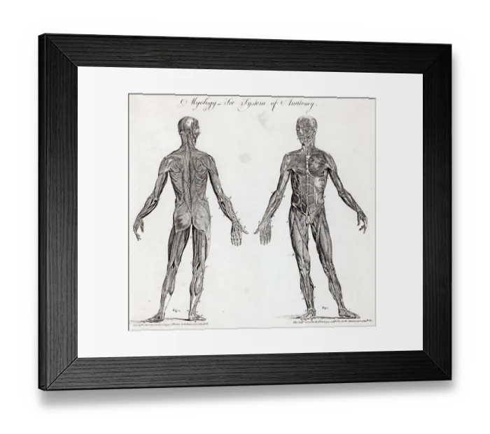 Framed Print : Engraving Of Human Muscular Anatomy Framed Print : Engraving Of Human Muscular Anatomy