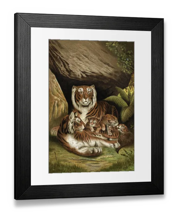 Framed Print : Tiger Couple With Cubs Framed Print : Tiger Couple With Cubs