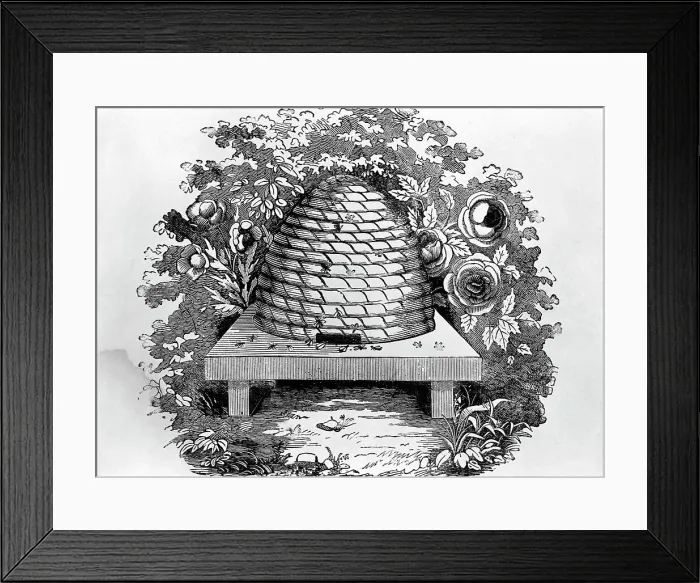 Framed Print : Woodcut Of A Beehive Framed Print : Woodcut Of A Beehive