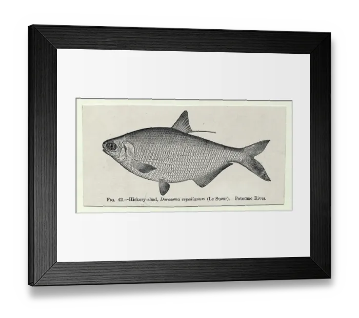 Framed Print : Illustration of Fish Framed Print : Illustration of Fish
