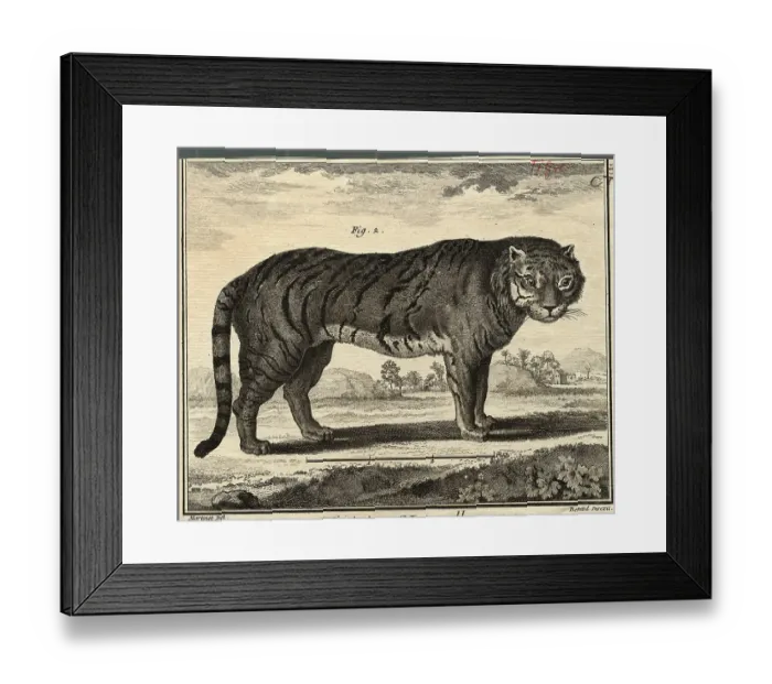 Framed Print : Illustration of Tiger from Natural History Framed Print : Illustration of Tiger from Natural History