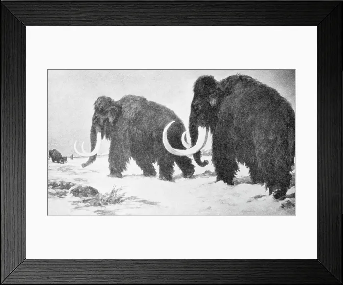 Framed Print : Wooly Mammoths Trudging in Snow Framed Print : Wooly Mammoths Trudging in Snow