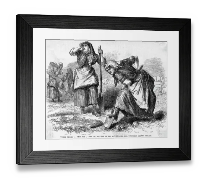 Framed Print : Irish Women Digging Up Potatoes Framed Print : Irish Women Digging Up Potatoes