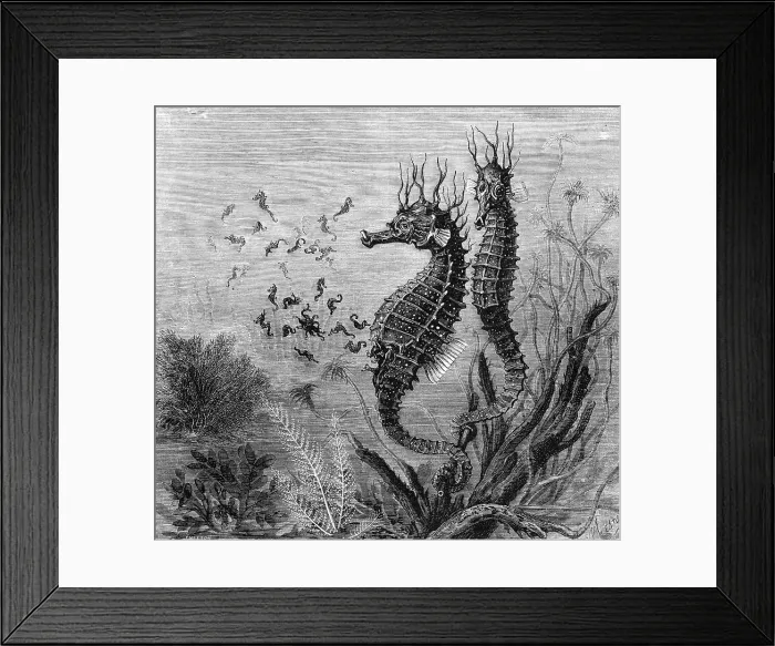 Framed Print : Illustration Depicting Seahorse Giving Birth Framed Print : Illustration Depicting Seahorse Giving Birth