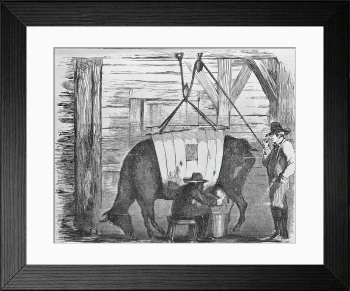 Framed Print : Illustration of Diseased Cow Being Milked Framed Print : Illustration of Diseased Cow Being Milked