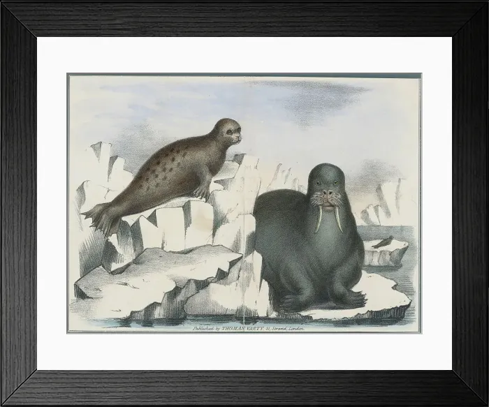 Framed Print : Seal and Walrus Basking on Ice Blocks Framed Print : Seal and Walrus Basking on Ice Blocks