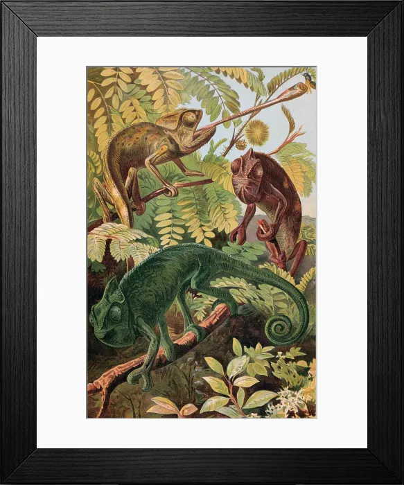 Framed Print : Chameleons in Natural Habitat Framed Print : Chameleons in Natural Habitat